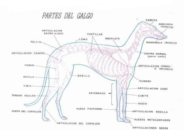 Suplementación para la sensibilidad digestiva en perros de alto rendimiento