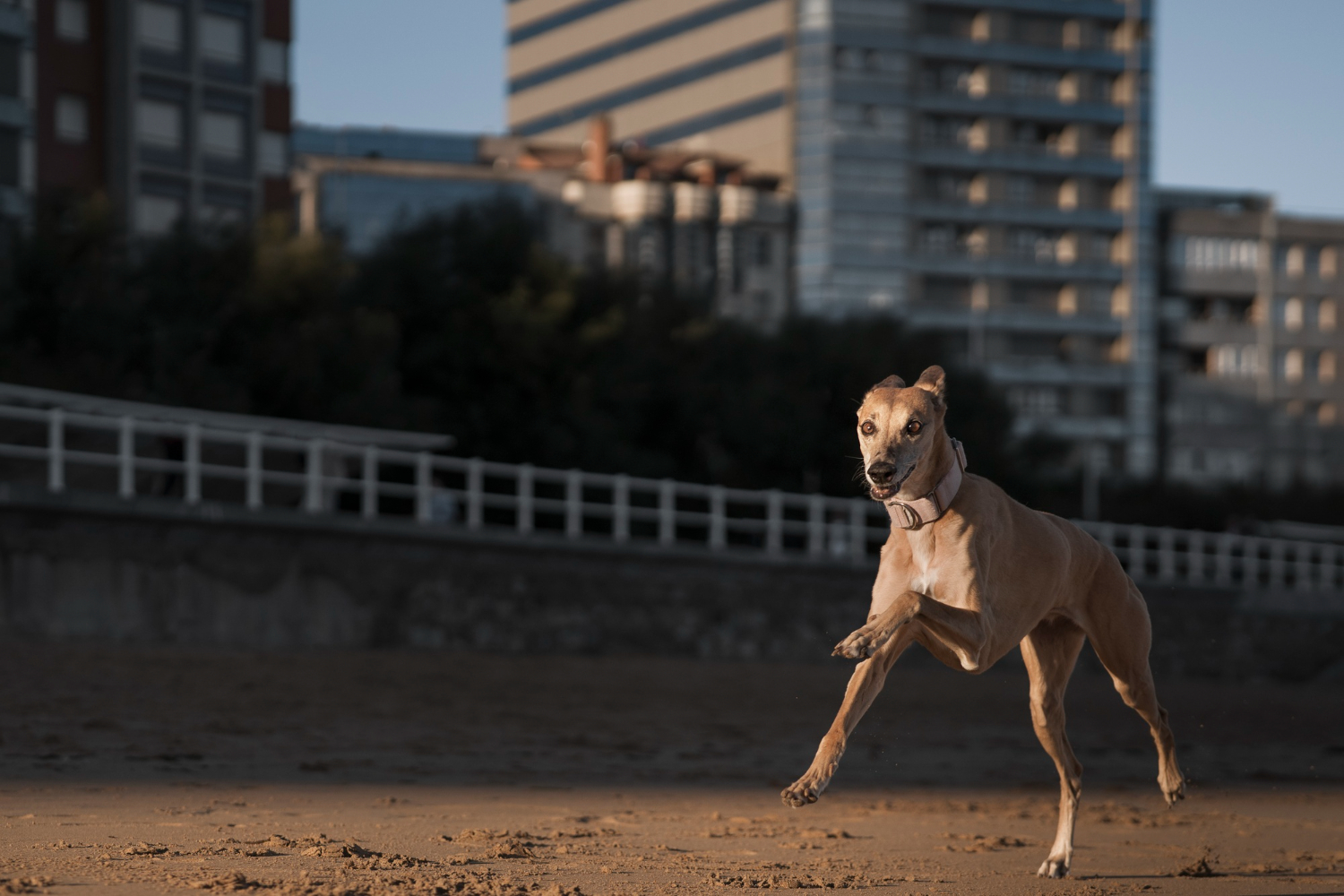 Suplementación alimenticia para perros de competición basada en evidencia científica