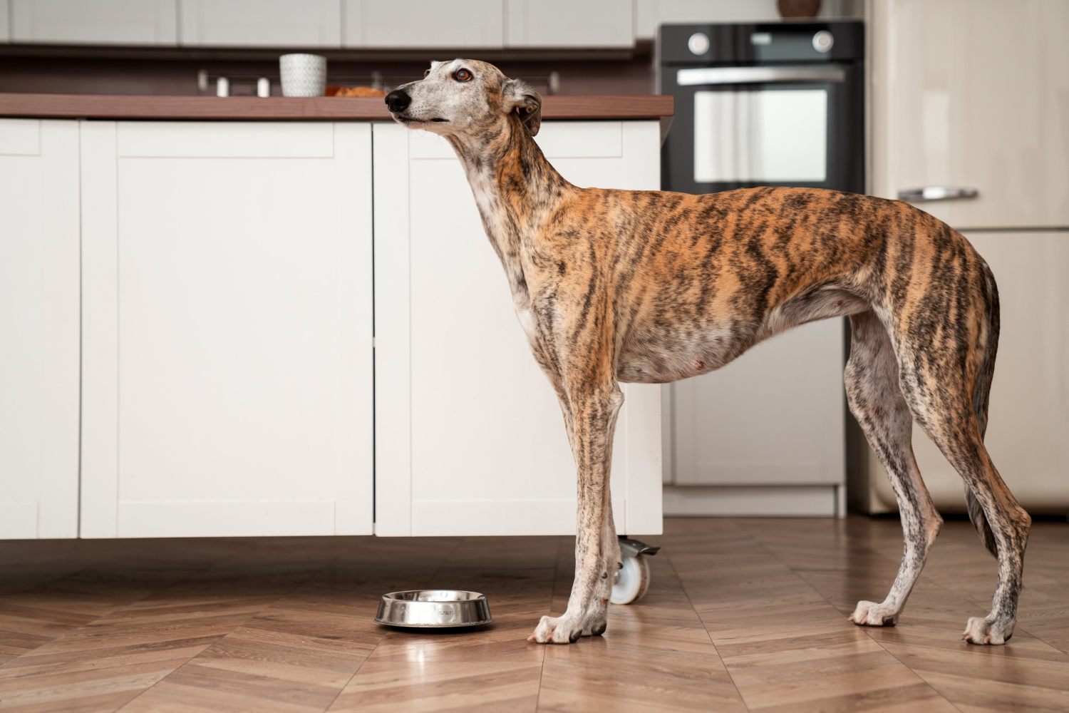 Alimentación para campeones con nutrición deportiva de alta gama para perros